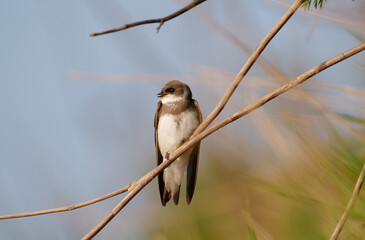 Sand martin, Riparia riparia