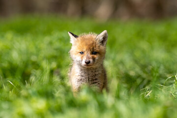 Sweet Baby Fox 
