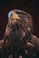 brown eagle head detail on black backgroun 