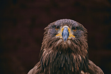 brown eagle head detail on black backgroun 