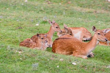Naklejka na ściany i meble Baby fallow deer with its mum in the grass