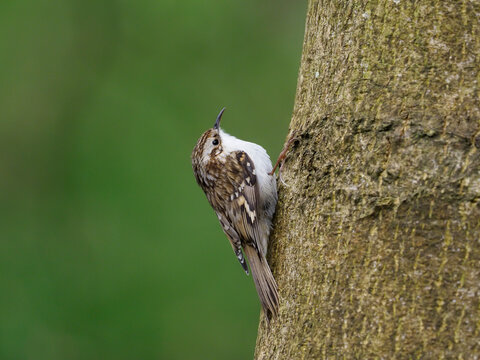 Treecreeper, Certhia familiaris
