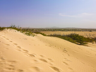 Desert view on Boa Vista Island, Cape Verde. African climate, hot air, humid weather. Majestic sand dunes and blue sky. Selective focus on the plants, blurred background.