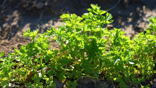 Closeup view 4k stock video footage of spring young sprouting green foliage of cilantro or coriander plants growing in brown organic soil outdoors. Fresh leaves moving in blowing wind