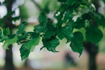 green maple leaves