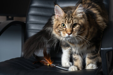 Close-up portrait of young Maine coon cat on black leather chair with toy. Big and fluffy domestic pet, cute expressive look. Tassels on the ears, tabby color. Dark background, copy space.