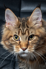 Portrait of young Maine coon cat on black background, looking seriously and little scared right to the camera. Big and fluffy domestic pet with cute expressive face. Tassels on the ears, tabby color. 