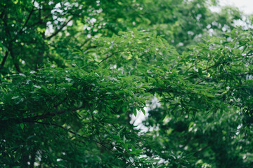 green moss on a wall
