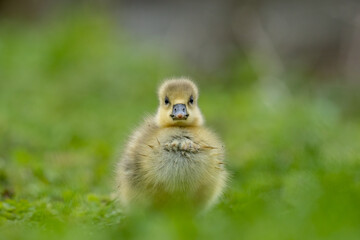 Sweet Geese Baby