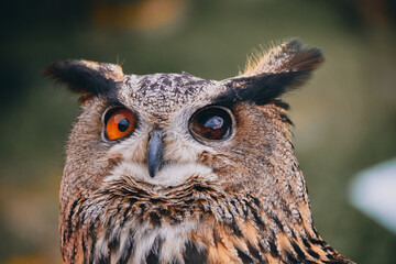 handicap owl one eye head detail 