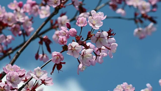 Cherry tree blossoms against blue sky. Spring season in Kaunas, Lithuania