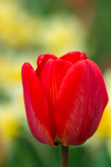 Fototapeta premium natural background in yellow color with red tulip on the petal.