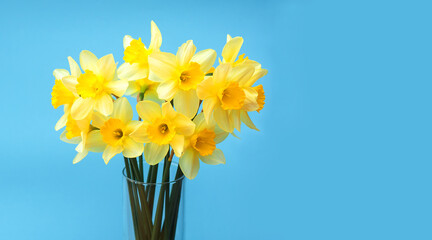 A bouquet of beautiful yellow narcisses stands in a vase on a blue background. Spring flowers close-up. The concept is International Women's Day, March 8, Valentine's Day, Mother's Day, Easter.