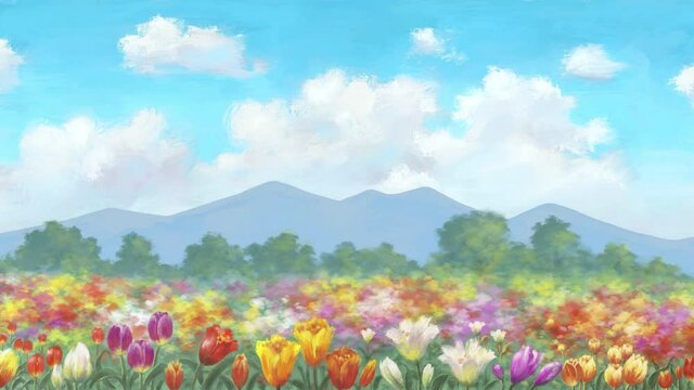 the camera moves along the tulip field