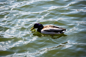 white swan on the lake on a bright spring day 
