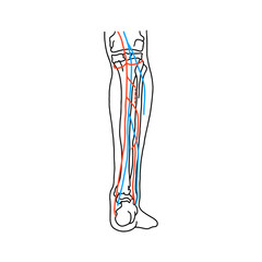 Arteries and nerves of the human leg. Medically accurate vector illustration.