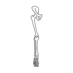 Human leg bones. Human anatomy vector Illustration.