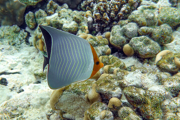 Coral fish - Hooded butterflyfish or Orangeface butterflyfish (Chaetodon larvatus) in Red Sea