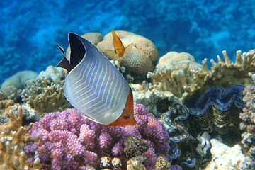 Coral fish - Hooded butterflyfish or Orangeface butterflyfish (Chaetodon larvatus) in Red Sea