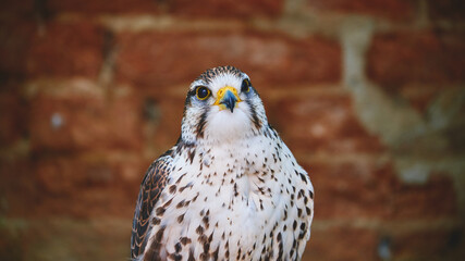 white hawk