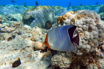 Naklejka na ściany i meble Coral fish - Hooded butterflyfish or Orangeface butterflyfish (Chaetodon larvatus) in Red Sea