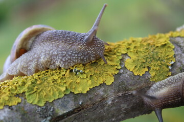 snail on a tree