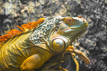 Close-up of a multi-colored male Iguana