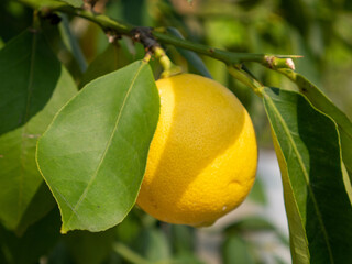 Small lemon on the tree