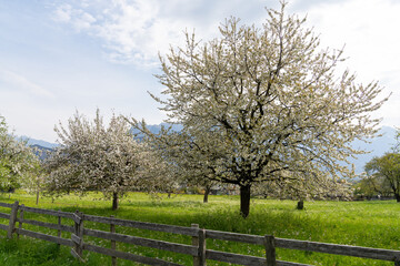 Fototapeta na wymiar landscape with green meadow and wooden fence and blooming fruit trees in an orchard