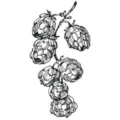 Fototapeta premium Hop plant hand drawing vintage clip art. Humulus logo or tattoo highly detailed in line art style concept. Black and white isolated. Antique vintage engraving illustration for emblem