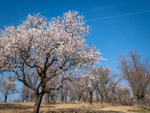 Blooming almond trees