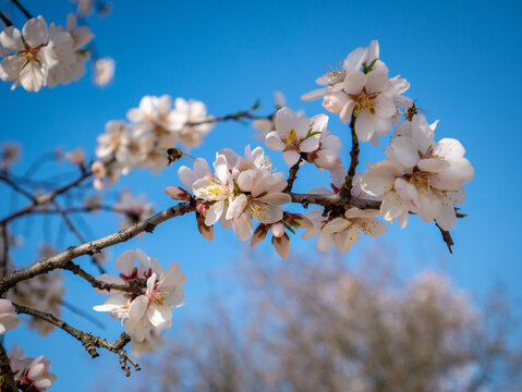 Blooming almond tree branch
