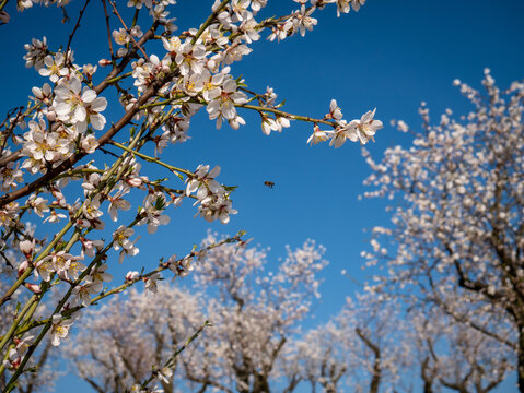Blooming almond tree and a bee