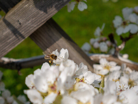 Bee in the blooming flowers