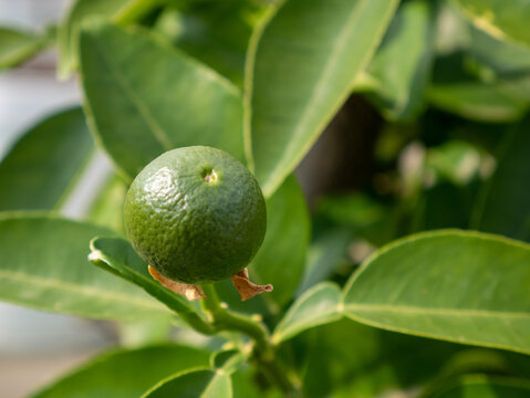 Small lime on the tree