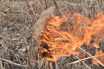 the reeds are burning