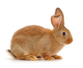 Brown rabbit isolated.