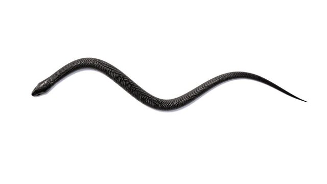 Black Snake isolated on White Background Top View. 3D Loopable Animation with alpha