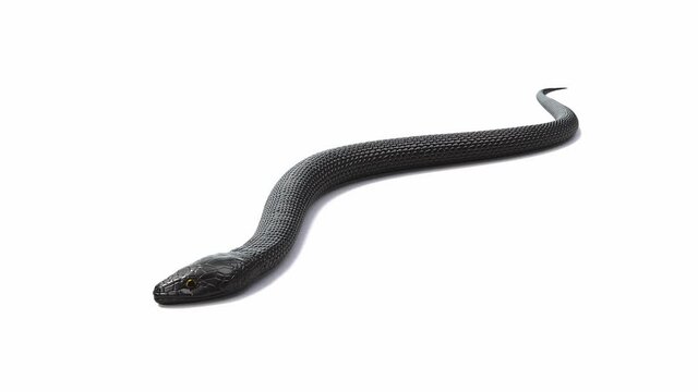 Black Snake with Shadow isolated on White Background. 3D Loopable Animation with alpha