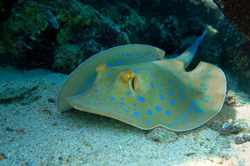 Blue spotted stingray (Taeniura lymma) -  Red Sea