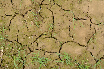 Dry, cracked earth and small patches of grass