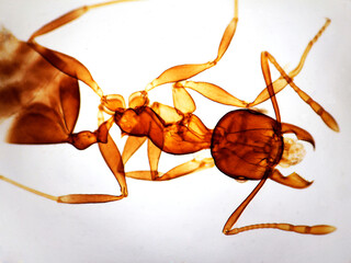 Ant. Photomicrography.