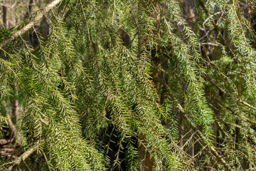 Texture of green spruce branches close up with blurred background