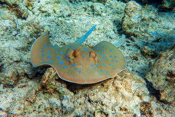 Blue spotted stingray (Taeniura lymma) -  Red Sea