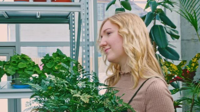 Botanical garden florist enjoys the appearance of a fern flower. Around the florist on the rack are various beautiful flowers of ficus, palm, golden aucuba tree and other flowers. Small business.