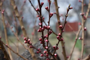 red berries on a branch
