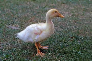 Young ducks on the green grass on a farm