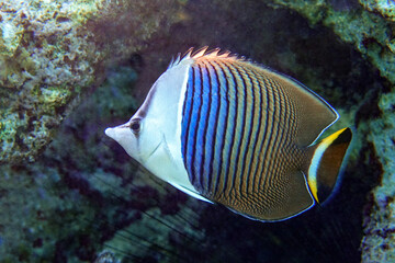 Fototapeta na wymiar Coral fish - Tropical fish - Whiteface butterflyfish (Chaetodon mesoleucos ) in Red sea 