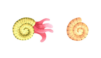 Watercolor sea shell elements. Hand drawn illustration of shellfish