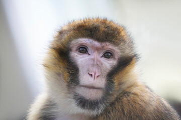 Barbary macaque close-up. Portrait of a monkey. Macaca sylvanus. Monkey face.